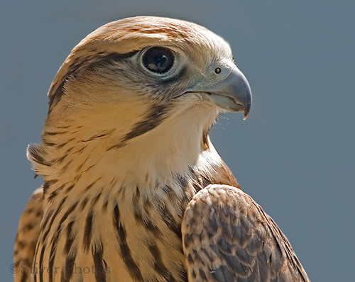 What does the right eye of horus mean