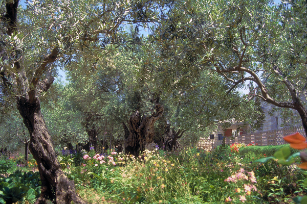 Garden of Gethsemane, Mt. of Olives, Jerusalem