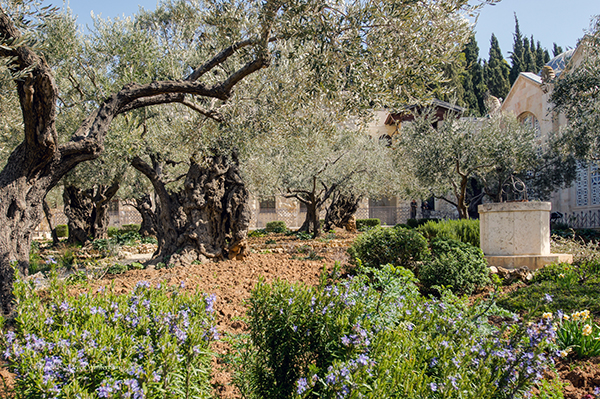 the Garden of Gethsemane on Mount of Olives, photo by Derek N. Winter burn, courtesy of the Israel Ministry of Tourism