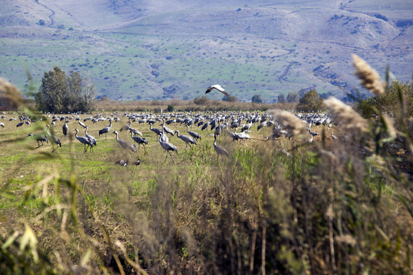 Hula Valley, Israel