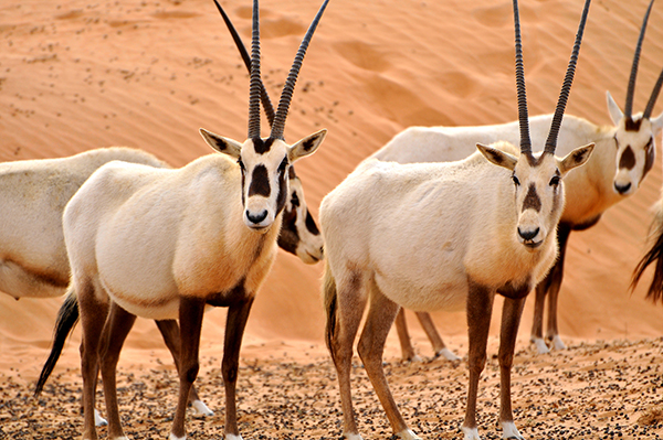Arabian Desert, UAE