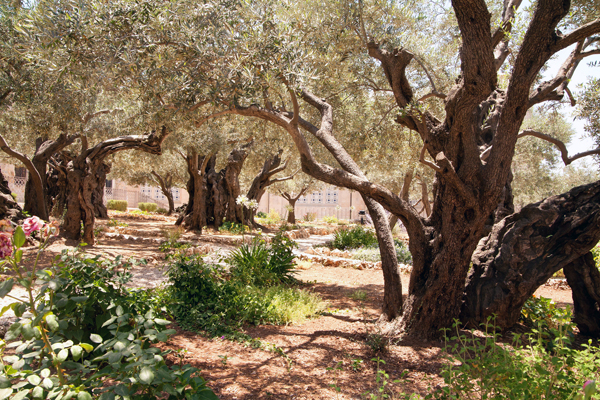 Garden of Gethsemane