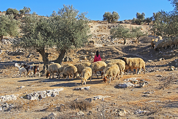 Shepherds' Field near Bethlehem