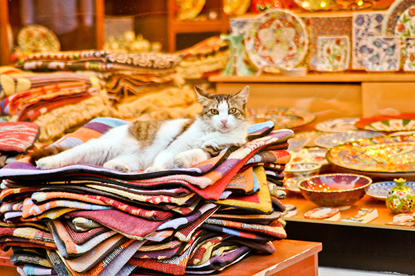 Turks love the kitties and you will see a lot of pampered strays and shop cats on your Turkey tour.
