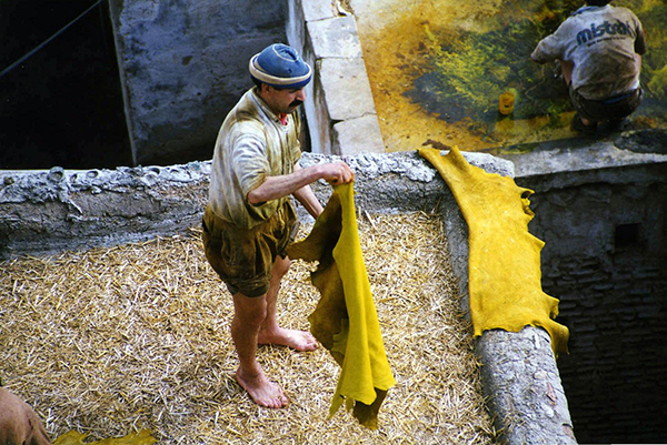 tannery worker drying dyed hides