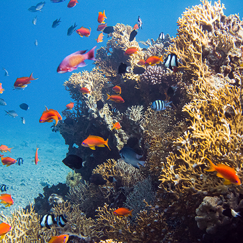 Aqaba and the Red Sea are the diver's paradise of Jordan tourism.