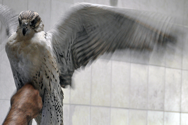 Falcon Hospital, Abu Dhabi
