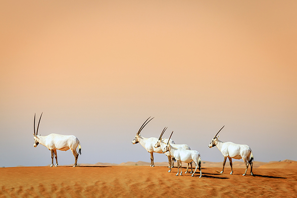 Arabian Oryx in the Rub' al Khali near Abu Dhabi, UAE