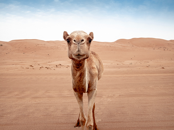 the Sharqiya Sands desert of Oman