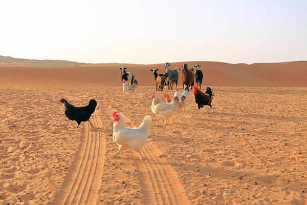 just a few goats and chickens in the Sharqiya Sands of Oman