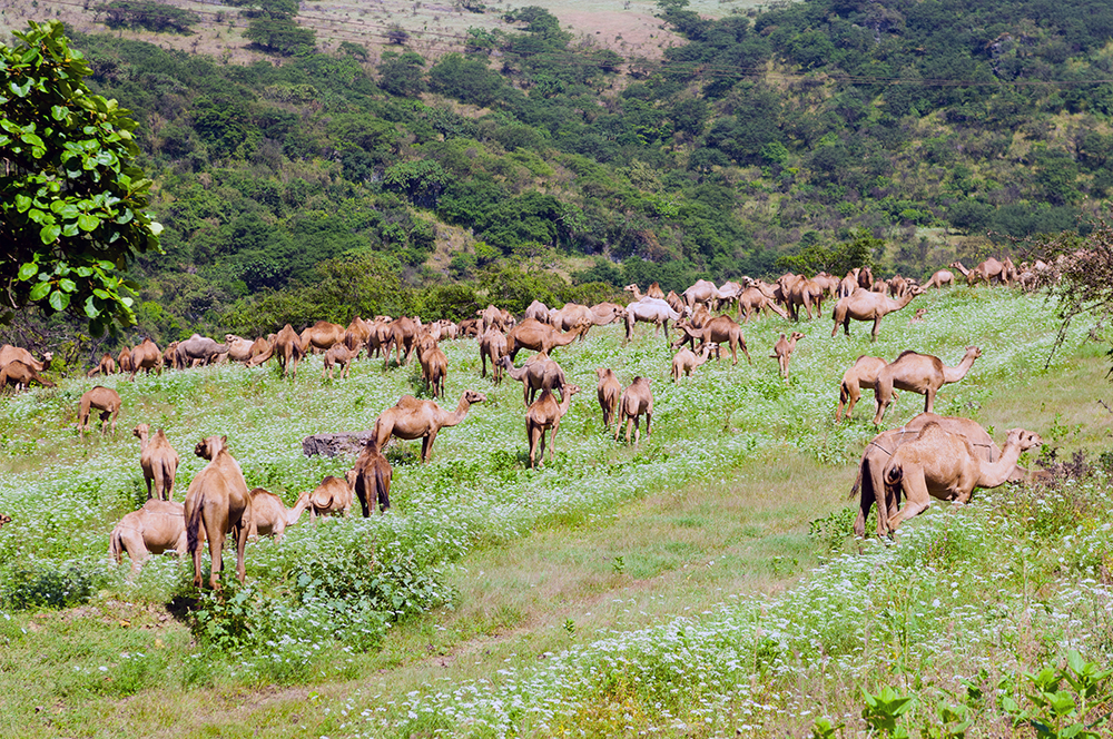 camels grazing in the Dhofar highlands of Oman during the monsoon season