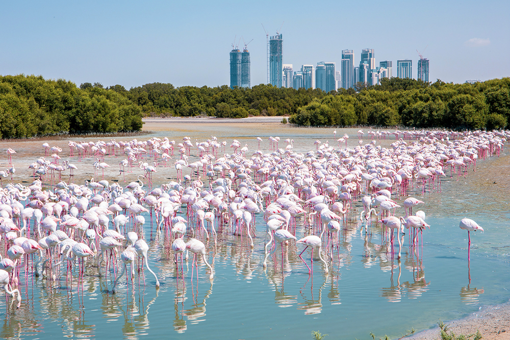 gound-level sights of Dubai do include nature, like flocks of migratory birds at Ras Al Khor